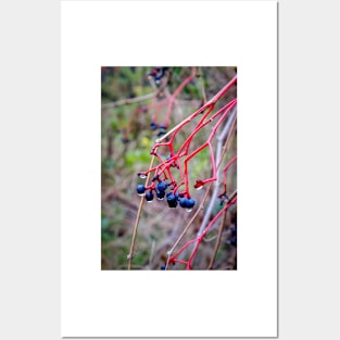 Dogwood Berries 2 Posters and Art